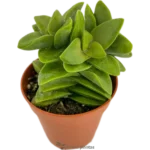 Crassula Spring Time Mod B