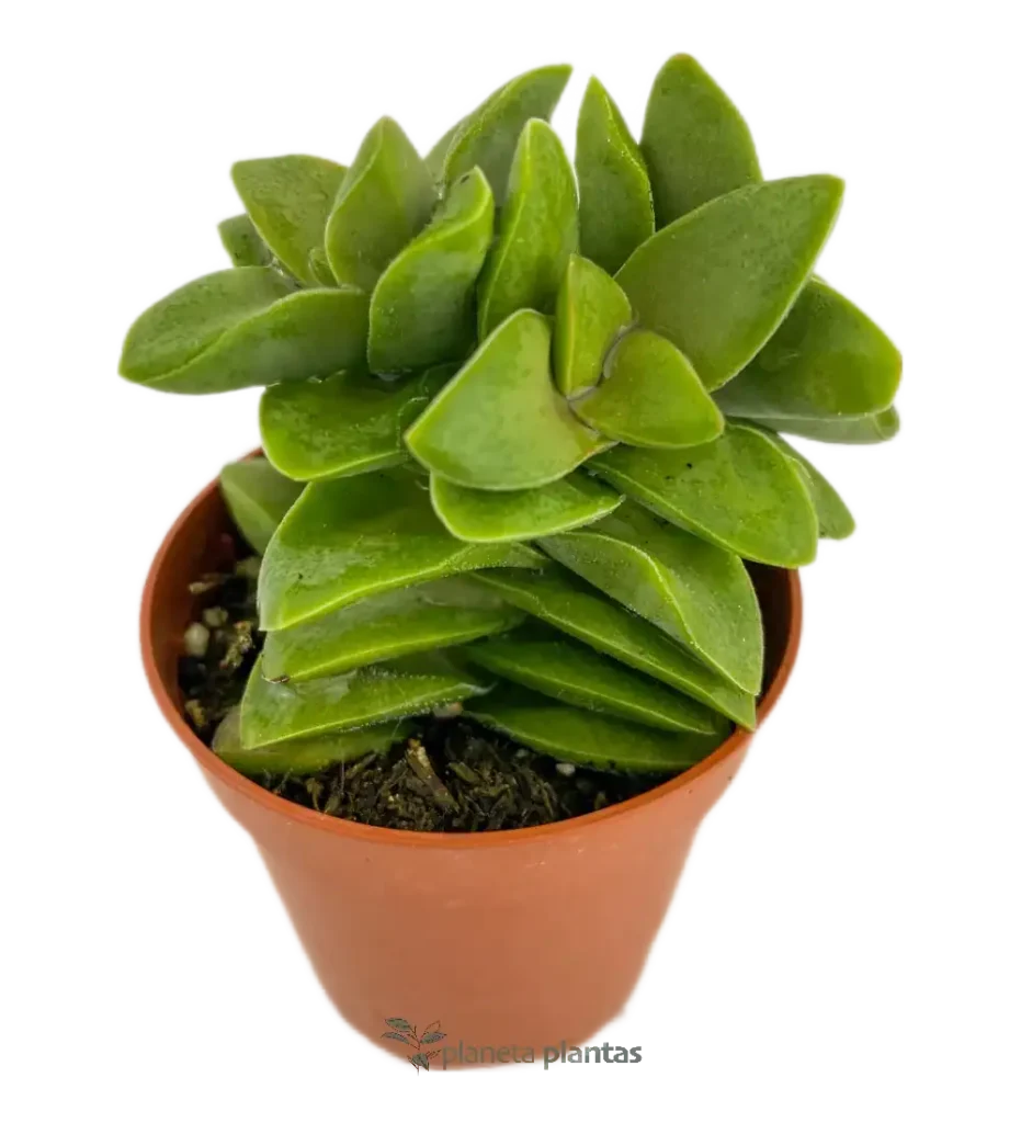 Crassula Spring Time mod1 - Suculentas y Cactus directos del Productor