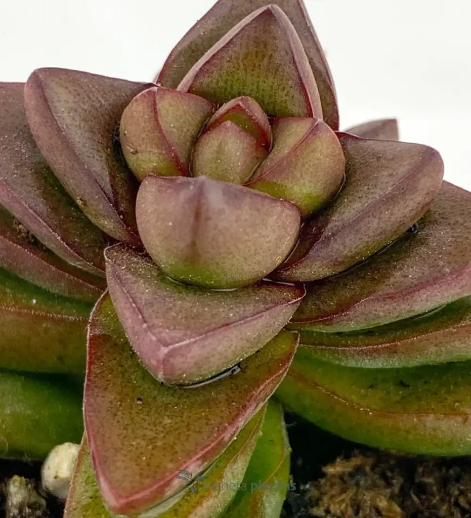 Suculentas y Cactus - Suculentas y Cactus directos del Productor Crassula Spring Time mod2 01 - Suculentas y Cactus directos del Productor