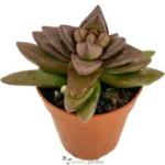 Crassula Spring Time Mod C