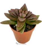 Crassula Spring Time Mod C