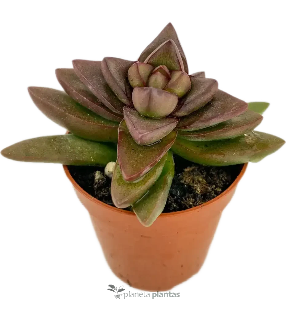 Suculentas y Cactus - Suculentas y Cactus directos del Productor Crassula Spring Time mod2 - Suculentas y Cactus directos del Productor