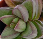Crassula Spring Time Mod A - Imagen 2