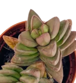 Crassula Spring Time Mod A - Imagen 3