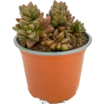 Crassula Spring Time Mod A