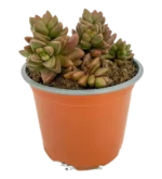 Crassula Spring Time Mod A