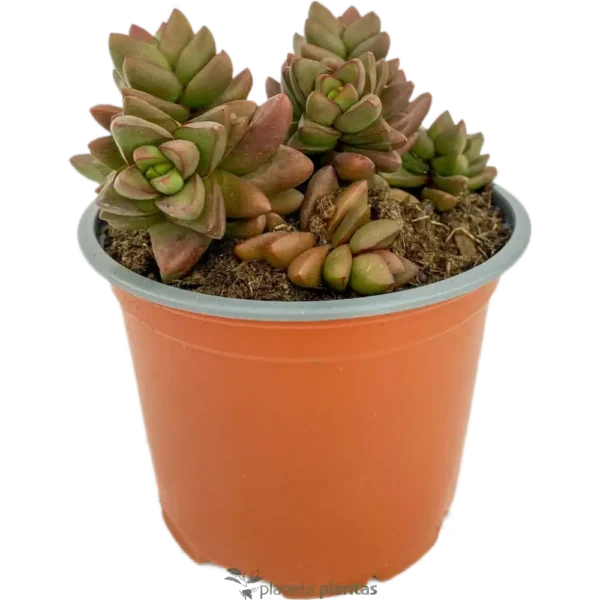 Crassula Spring Time Mod A
