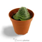 Crassula hemisphaerica