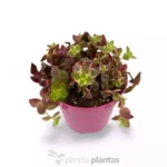 Crassula marginalis Hanging Basket - Imagen 4