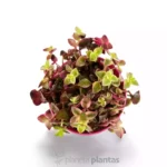 Crassula marginalis Hanging Basket