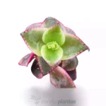 Crassula marginalis Hanging Basket - Imagen 3