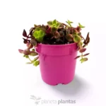 Crassula marginalis Hanging Basket - Imagen 2