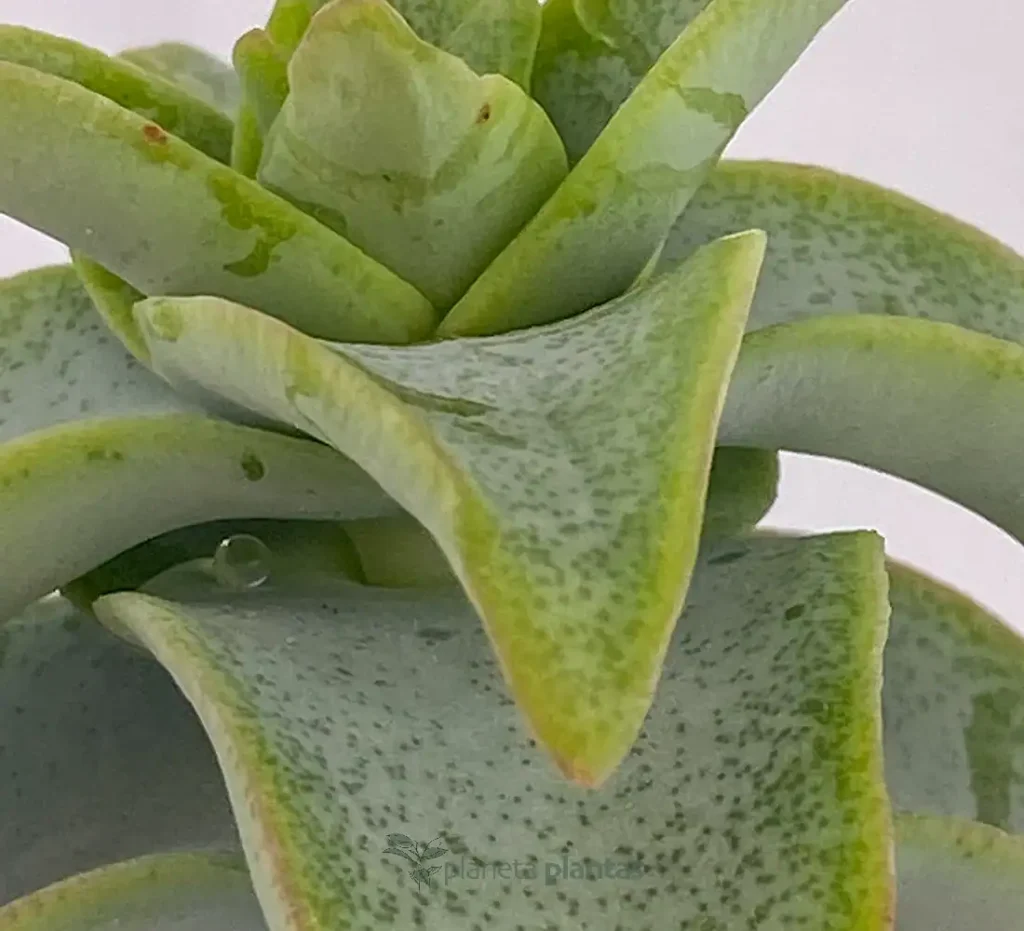 Crassula perforata 01 - Suculentas y Cactus directos del Productor