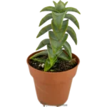 Collar De Amor - (Crassula Perforata- Collar De ViñA)