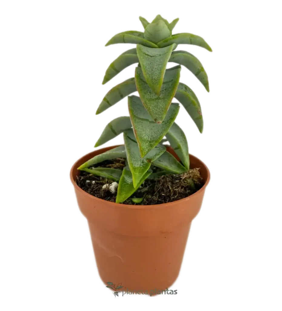 Crassula perforata - Suculentas y Cactus directos del Productor