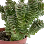 Collar De Perlas - (Crassula Perforata)