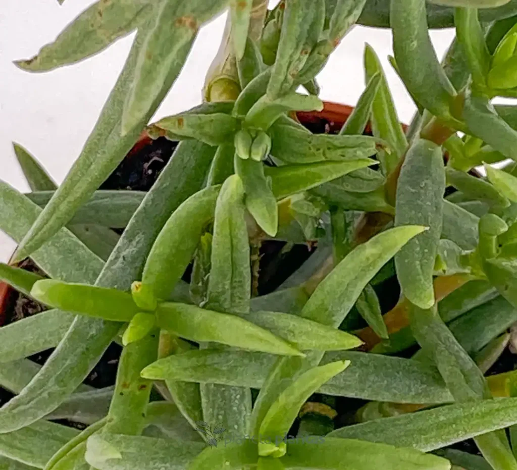 Crassula tetragona 01 - Suculentas y Cactus directos del Productor