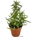 Pino Miniatura - (Crassula Tetragona)
