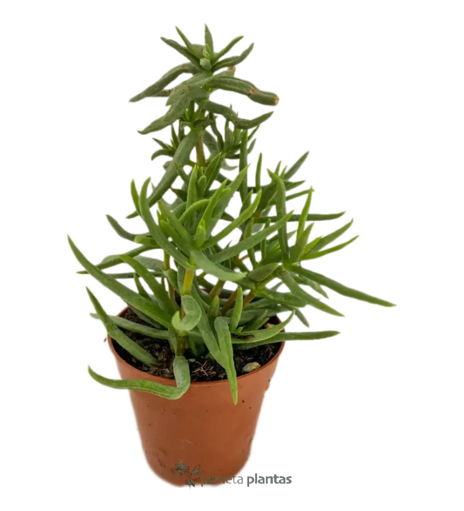 Crassula tetragona - Suculentas y Cactus directos del Productor