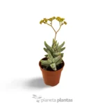 Crassula Cornuta