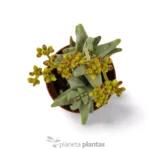 Crassula Cornuta - Imagen 2