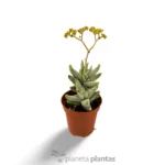 Crassula Cornuta - Imagen 3