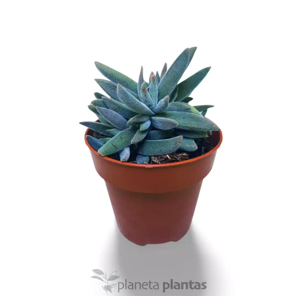 Crassula Mesembryanthemoides - Suculentas y Cactus directos del Productor