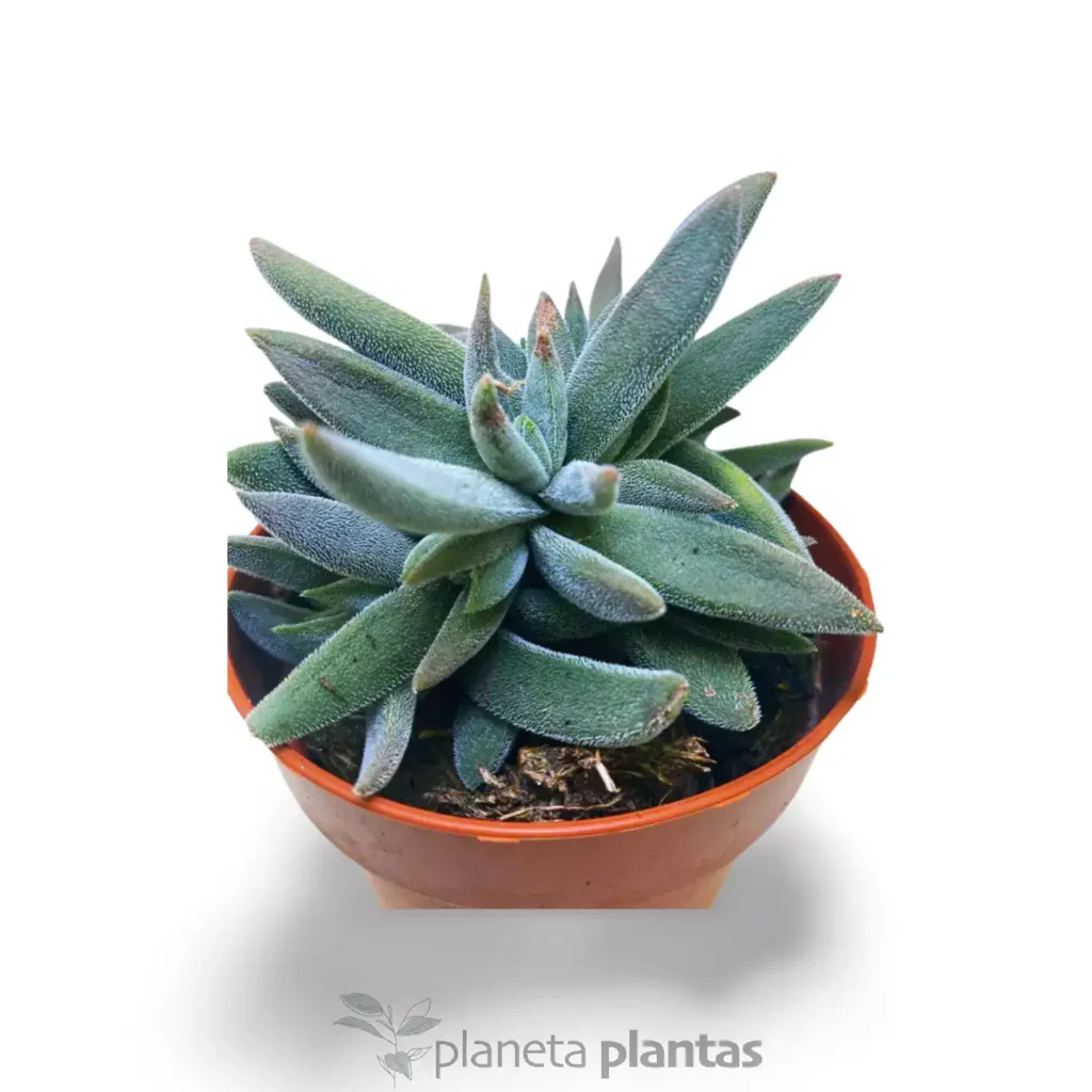 Crassula Mesembryanthemoides 2 - Suculentas y Cactus directos del Productor