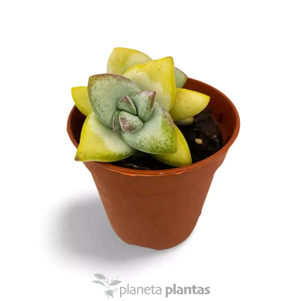 Crassula Rupestris - Suculentas y Cactus directos del Productor