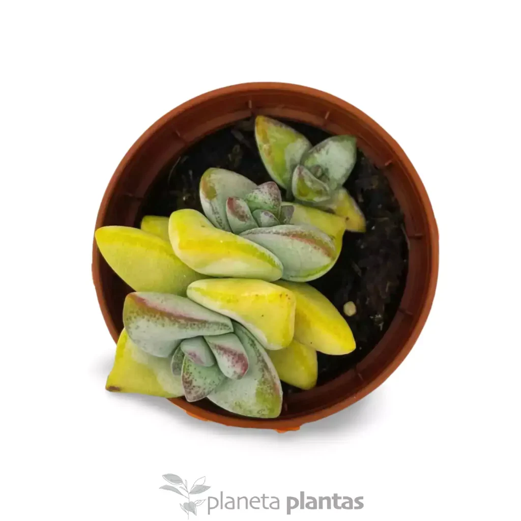 Crassula Rupestris 2 - Suculentas y Cactus directos del Productor