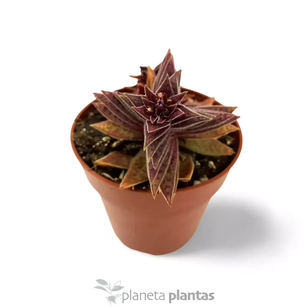 Crassula capitella - Suculentas y Cactus directos del Productor