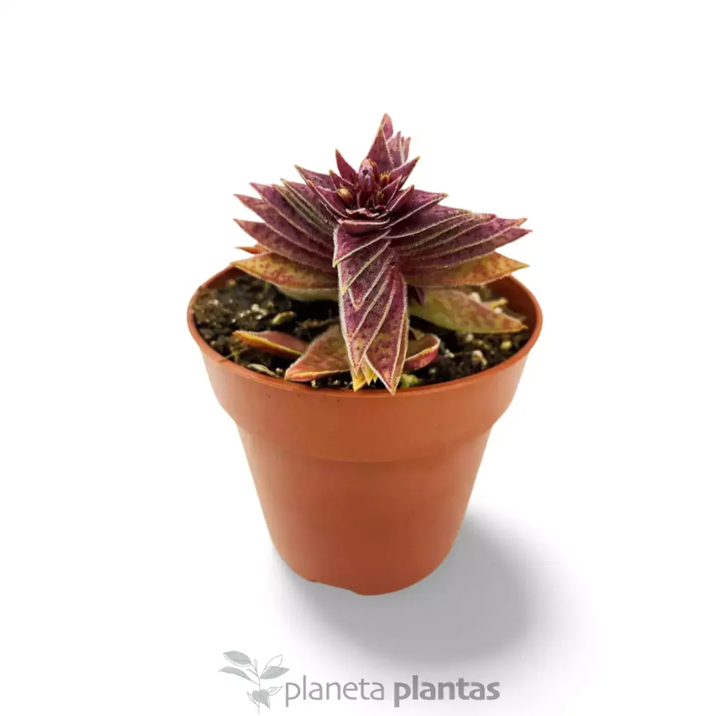 Crassula capitella 2 - Suculentas y Cactus directos del Productor