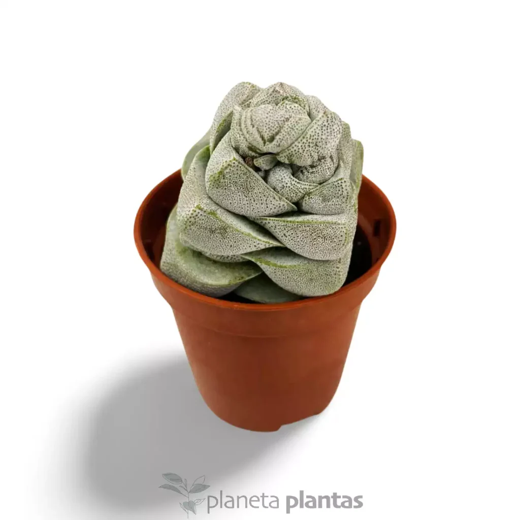 Crassula deceptor - Suculentas y Cactus directos del Productor