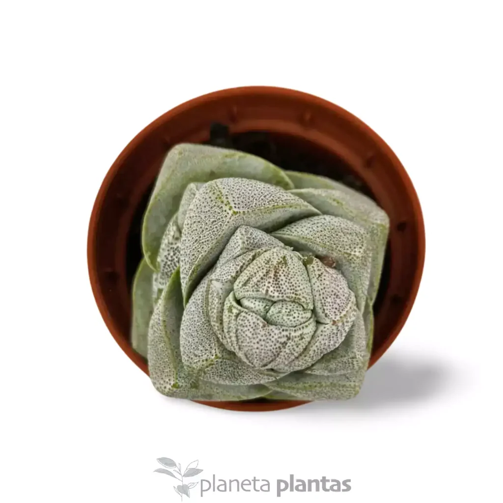 Crassula deceptor 2 - Suculentas y Cactus directos del Productor