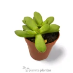 Crassula Nudicaulis var herrei