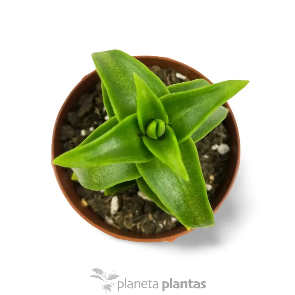 Crassula perforata big 2 - Suculentas y Cactus directos del Productor