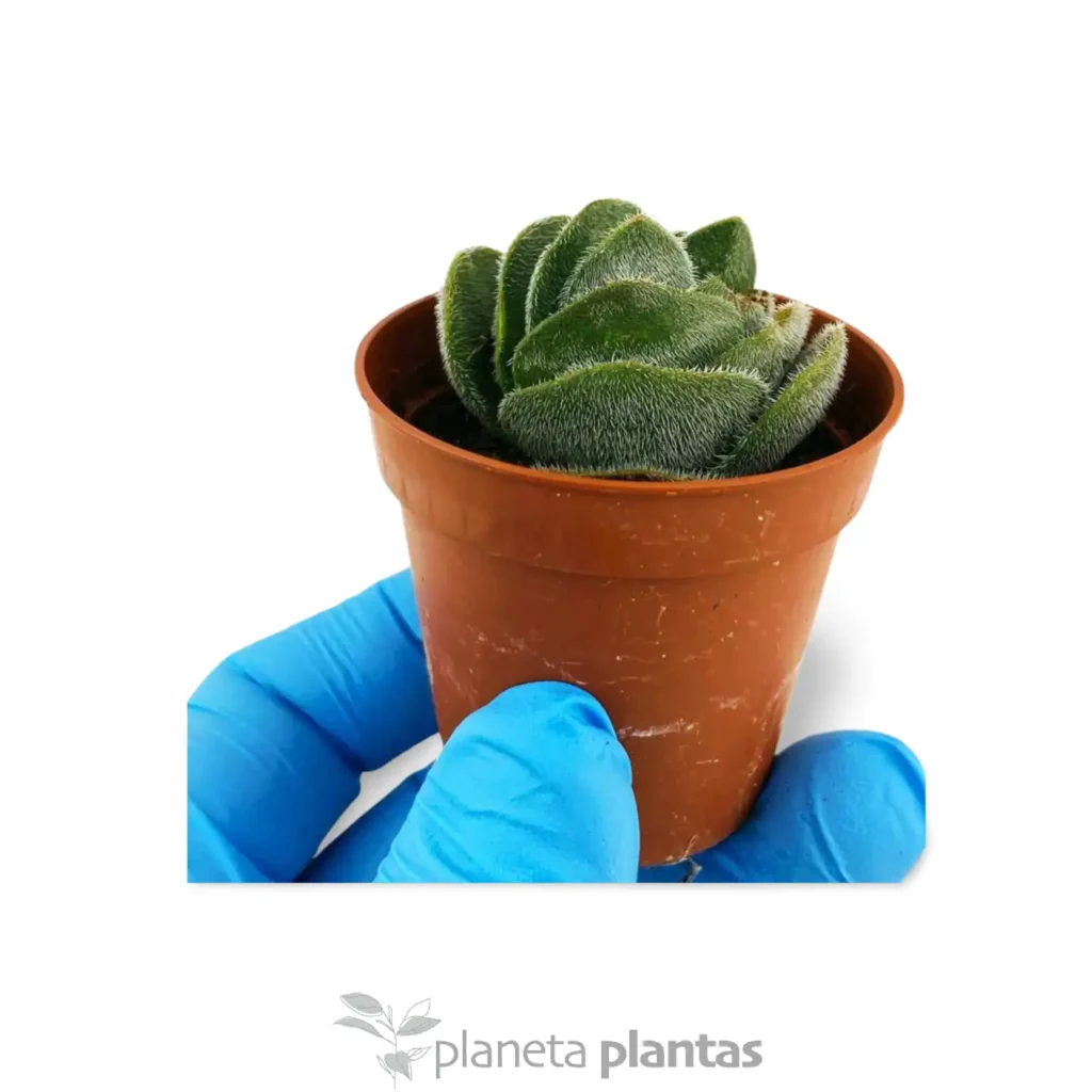 Crassula tomentosa Vredendal - Suculentas y Cactus directos del Productor