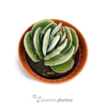 Crassula Tomentosa Vredendal - Imagen 3