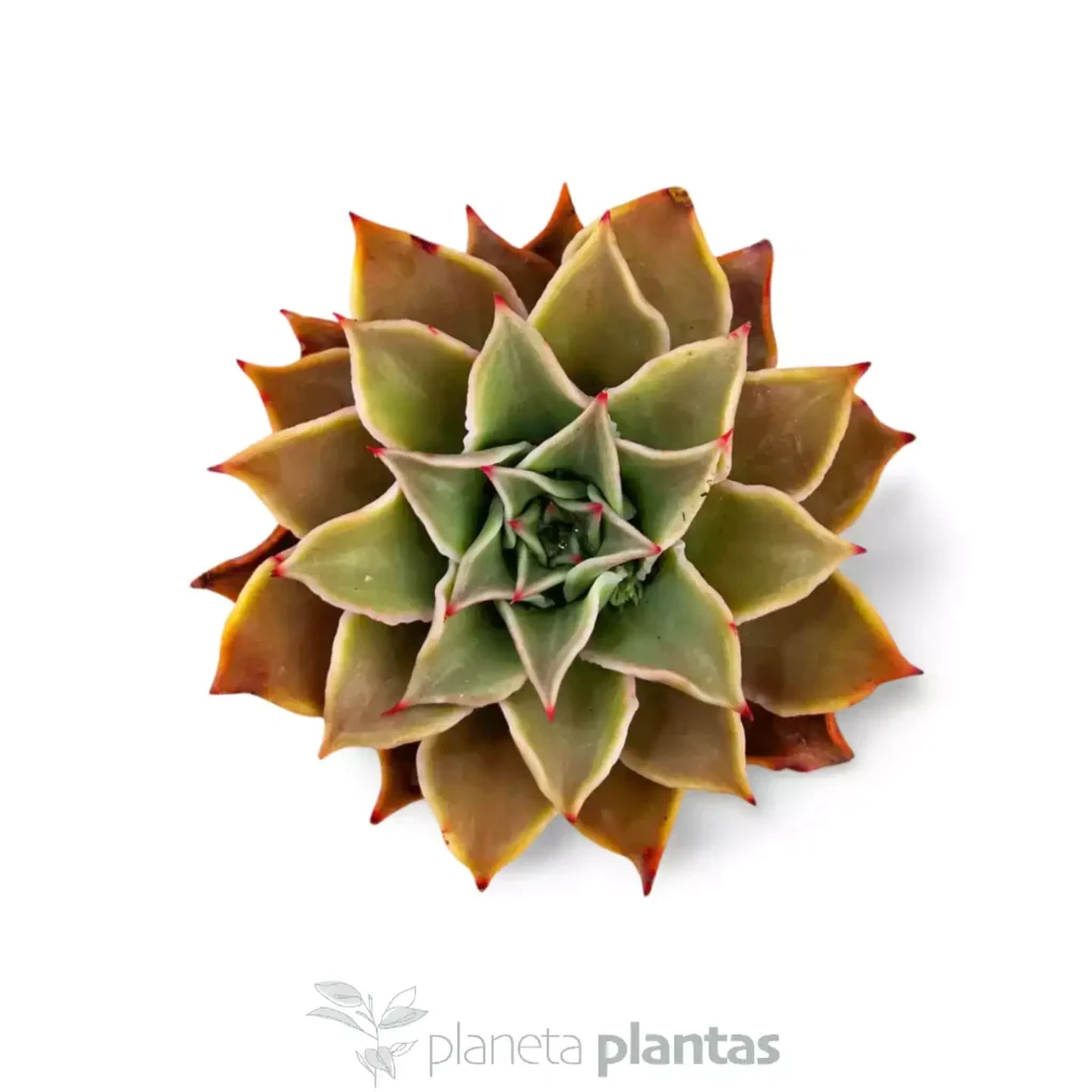 Suculentas y Cactus - Suculentas y Cactus directos del Productor ECHEVERIA MADIBA 03 - Suculentas y Cactus directos del Productor