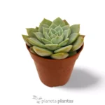 Echeveria Secunda Glauca - Imagen 3