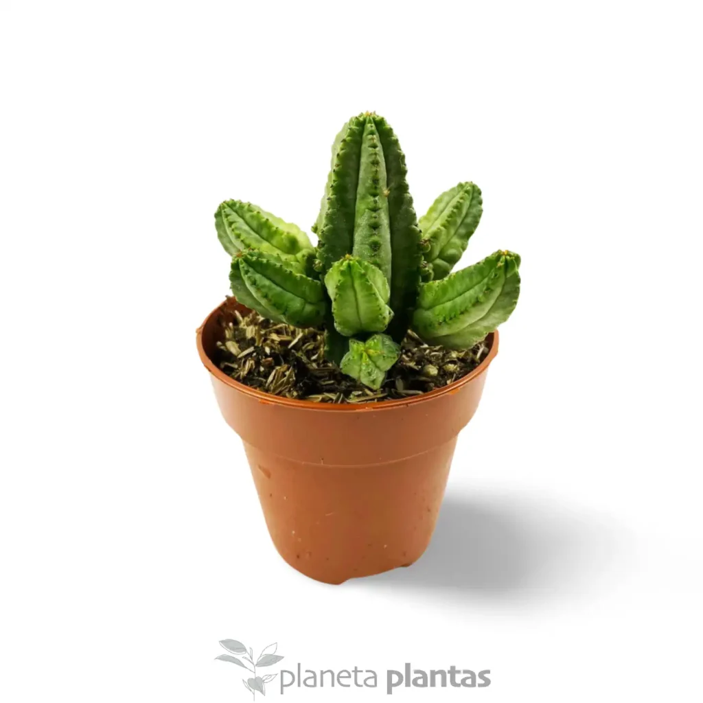 EUPHORBIA TUBIGLANS - Suculentas y Cactus directos del Productor
