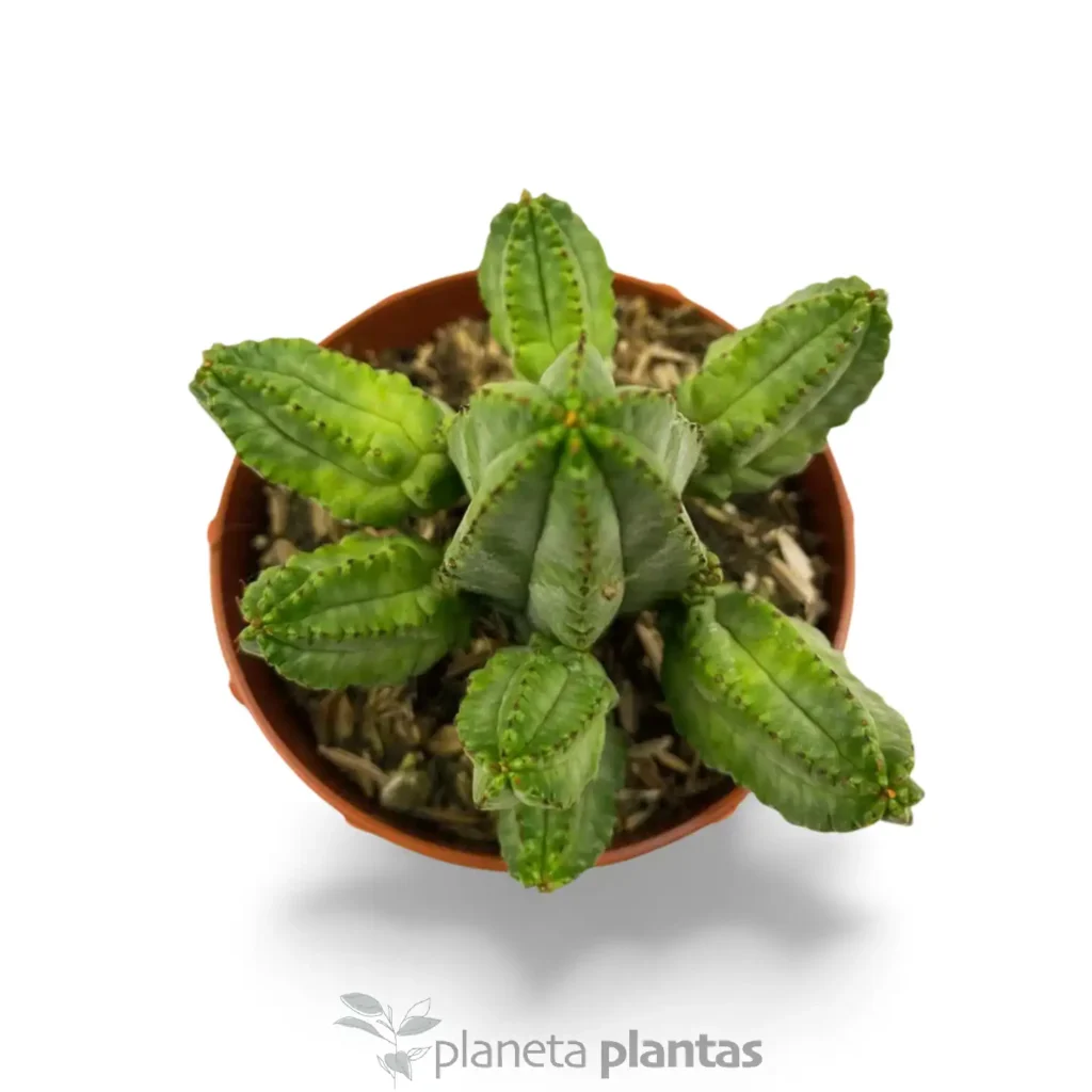 EUPHORBIA TUBIGLANS 3 - Suculentas y Cactus directos del Productor