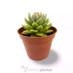 Echeveria Agavoide - Imagen 4