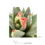 Echeveria Agavoide - Imagen 3