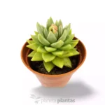 Echeveria Agavoide - Imagen 2