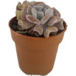 Oreja De Burro - (Echeveria Cubic Frost)