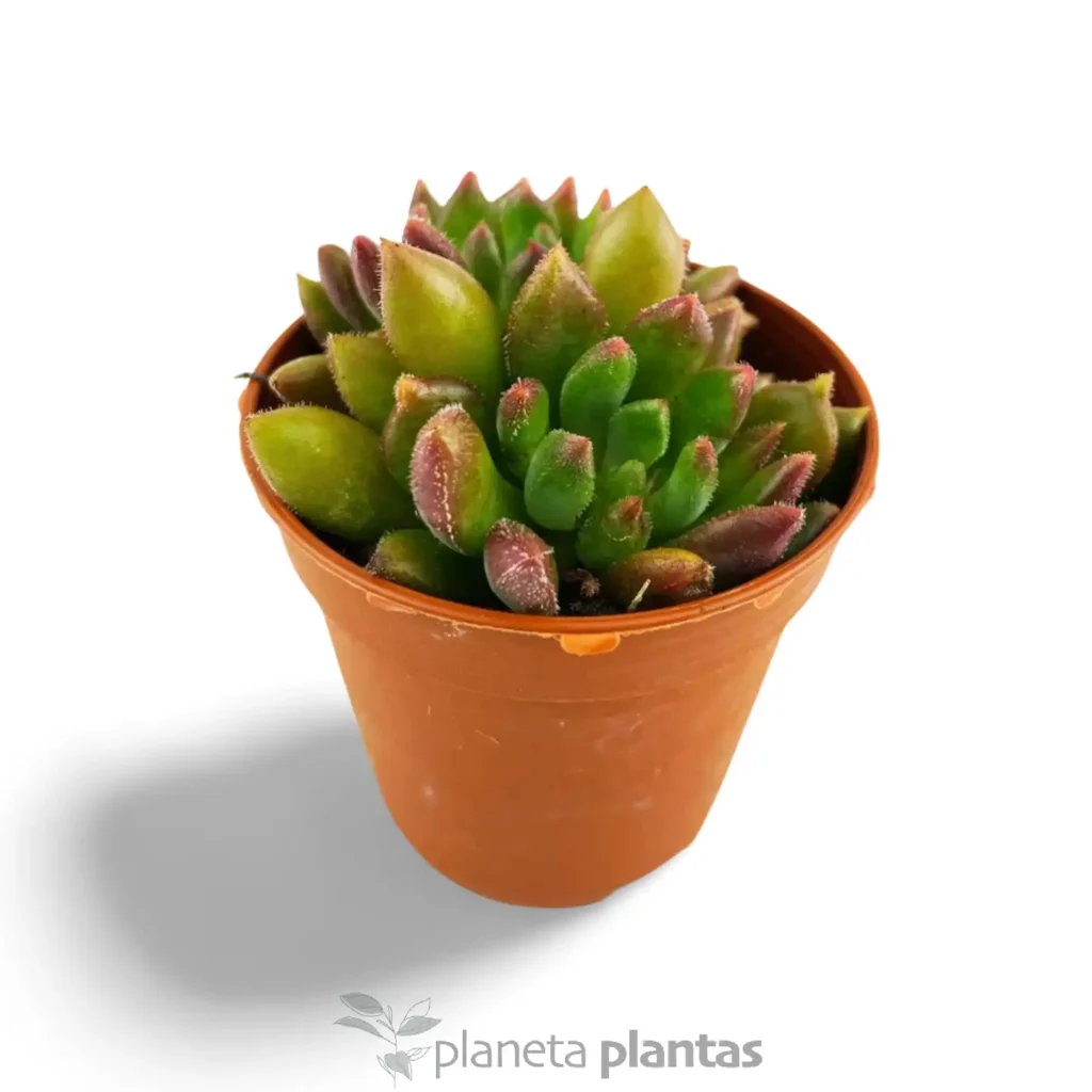 Echeveria Mebina - Suculentas y Cactus directos del Productor