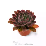 Echeveria Neon Breakers - Imagen 5