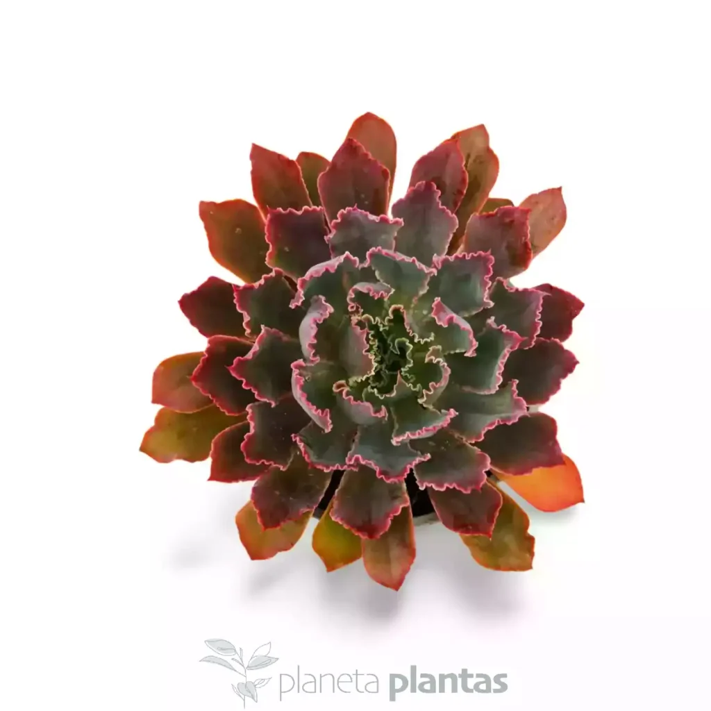 Echeveria Neon Breakers 03 - Suculentas y Cactus directos del Productor