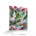 Echeveria Neon Breakers - Imagen 4